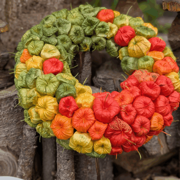 Trockenblumenkranz mit Lampionblumen – 32 cm – Bild 2