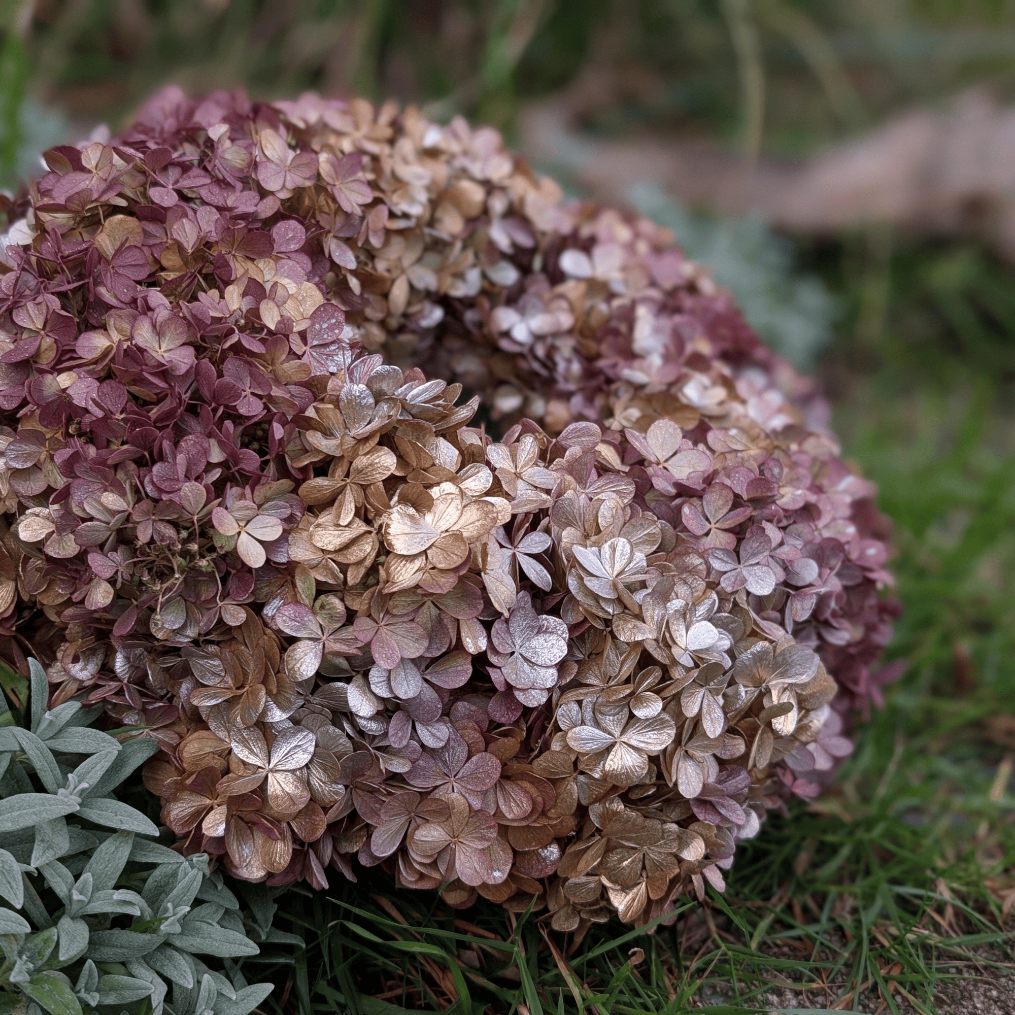 Trockenblumenkranz mit Rispenhortensie in Silber-Gold (30 cm) – Bild 2